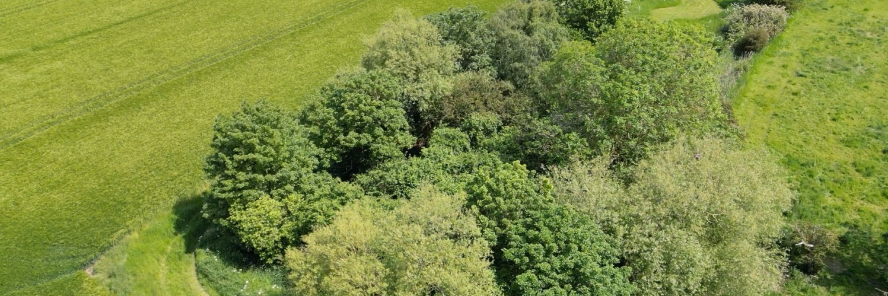 Laurels Wood