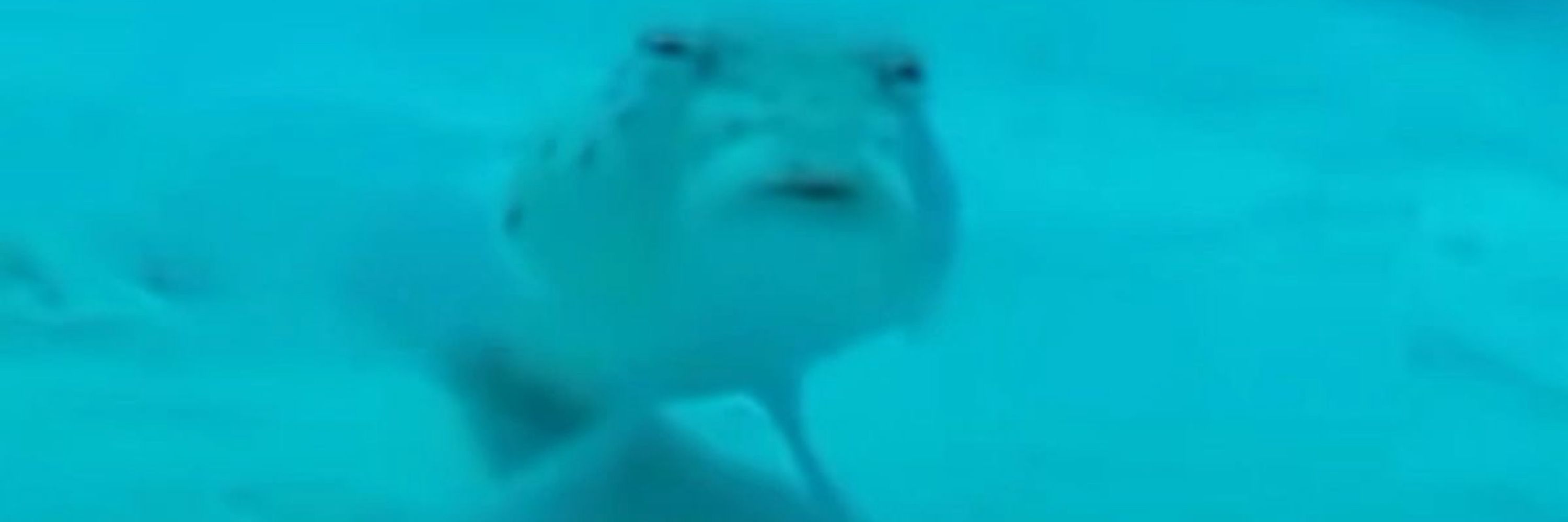 🦈-Tye-🐳