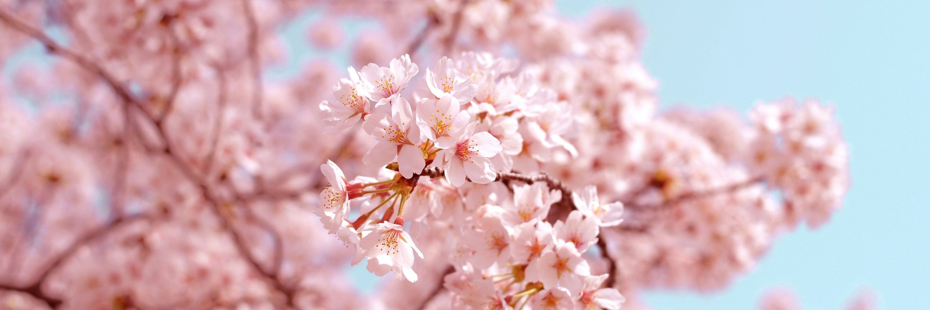 Mammon Eide 🌸