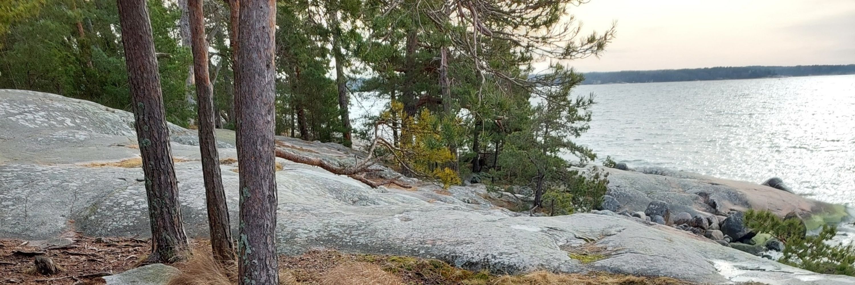 Rauni Niinimäki
