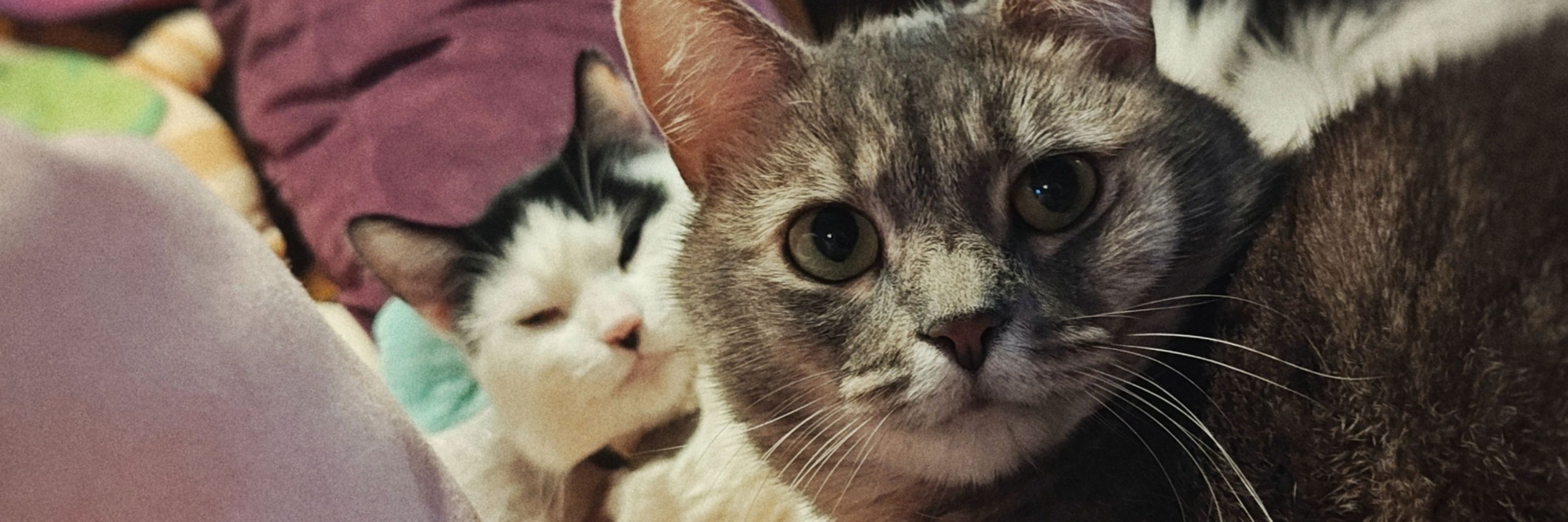 CatDadstrophe