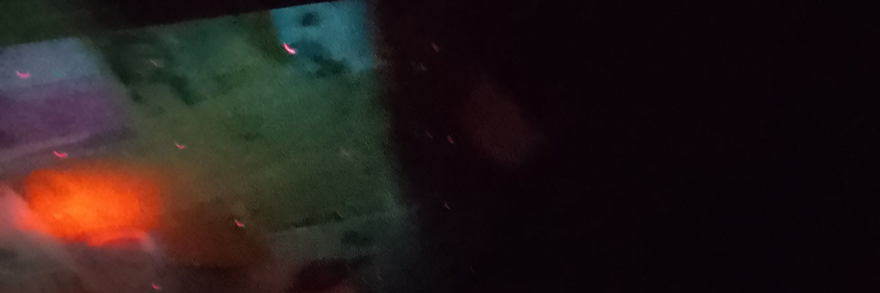 Insekt