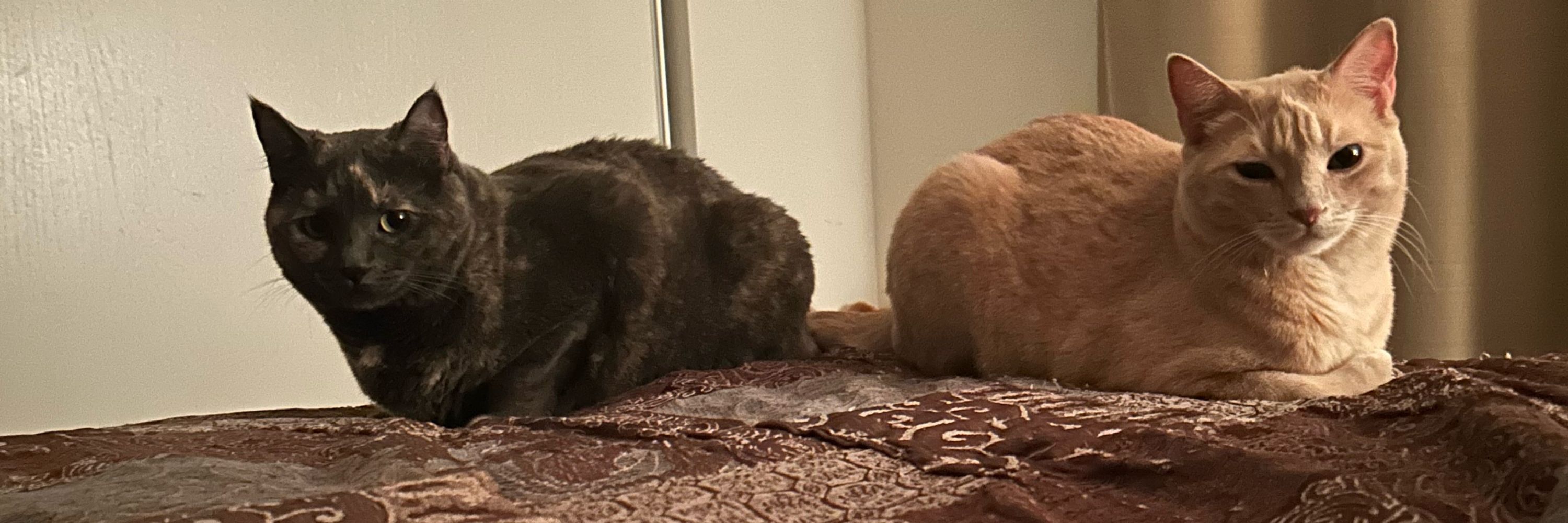 🐈 Woke Cat Dad 🐈‍⬛