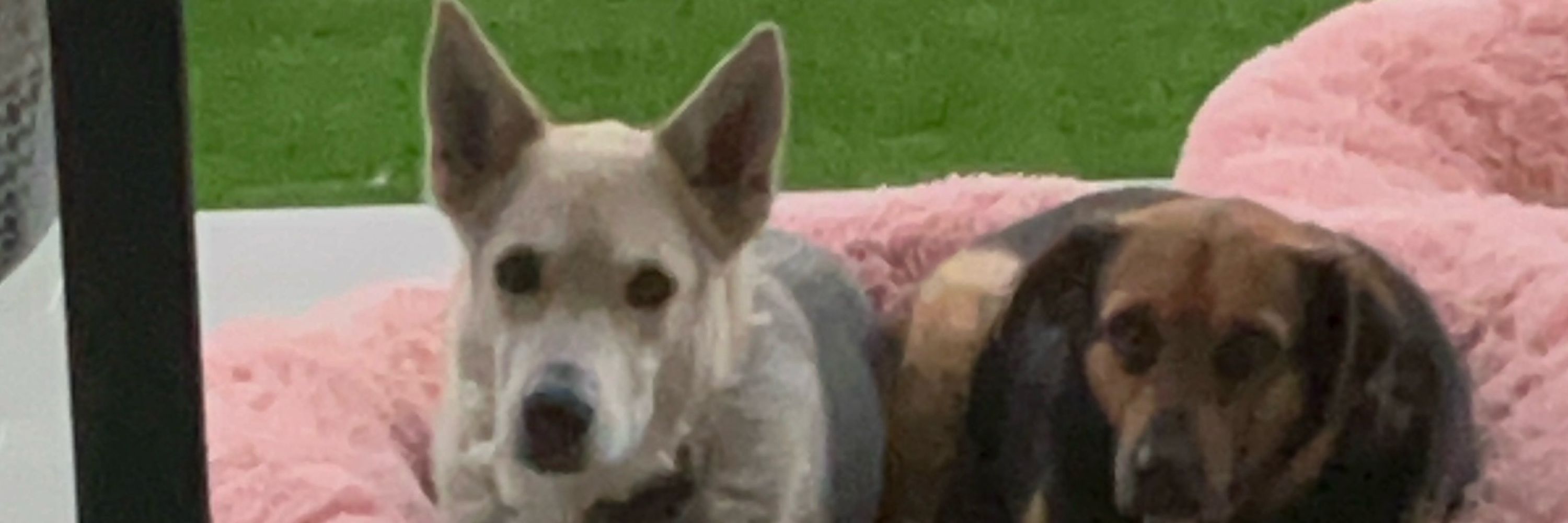 Enrique