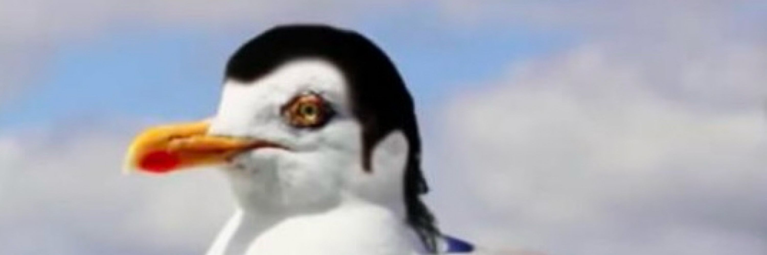 Damo