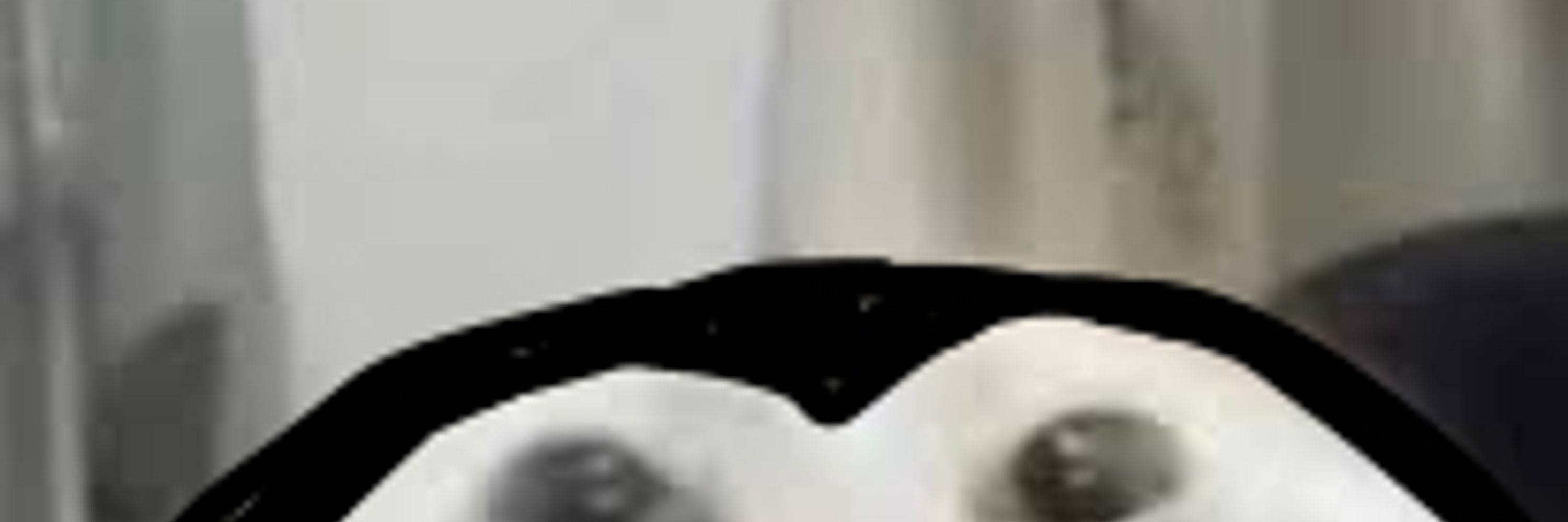 CornyDawg