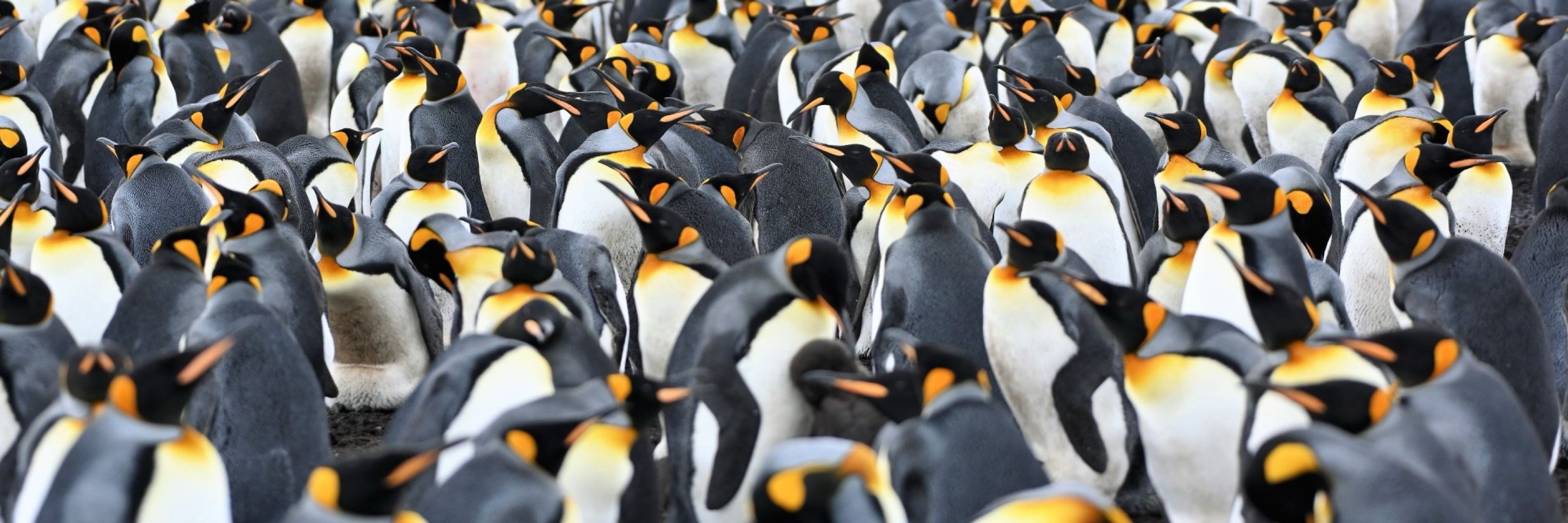 ペンペン🐧