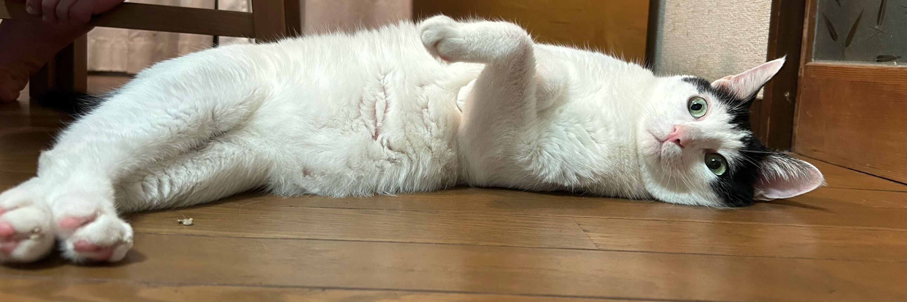 しべりあ