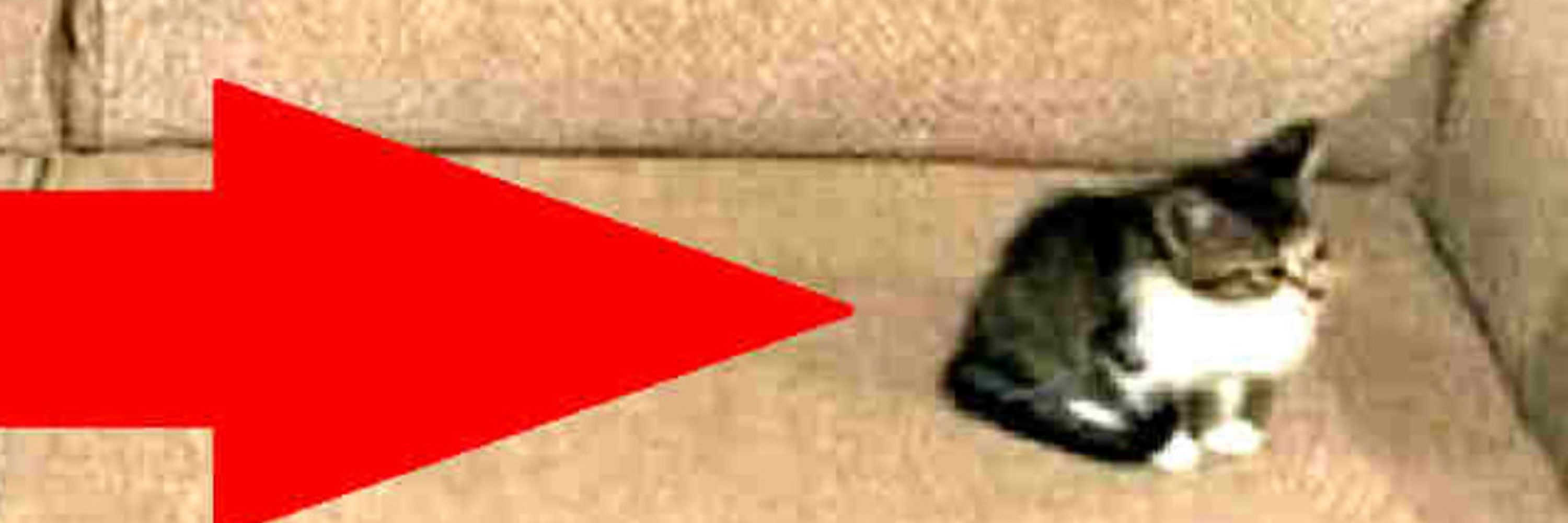 da