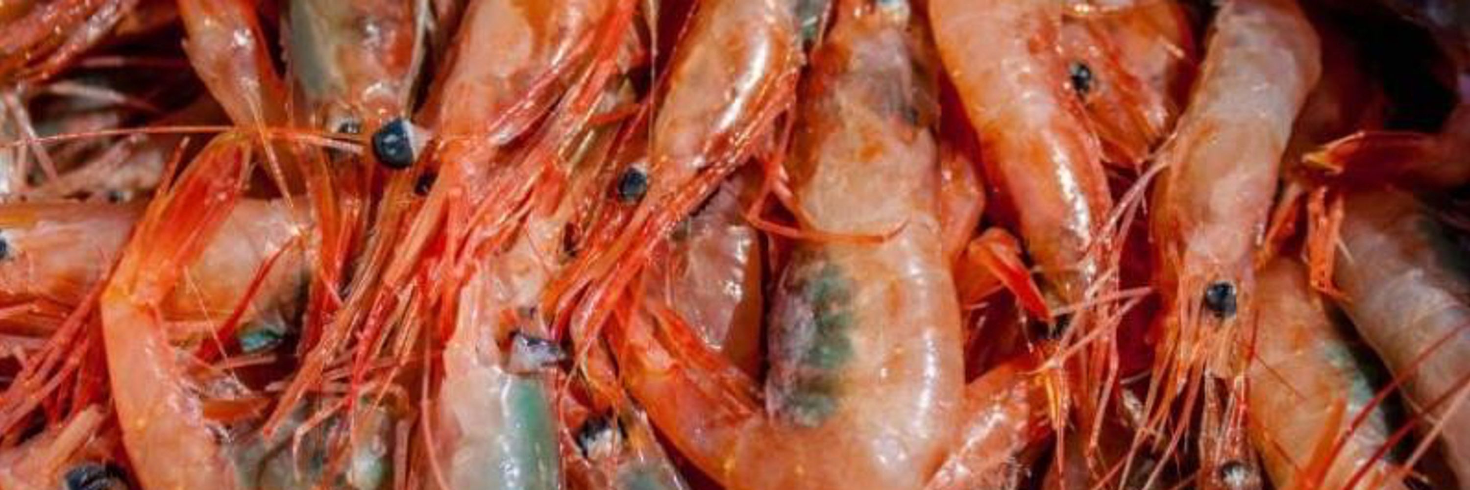 shrimp