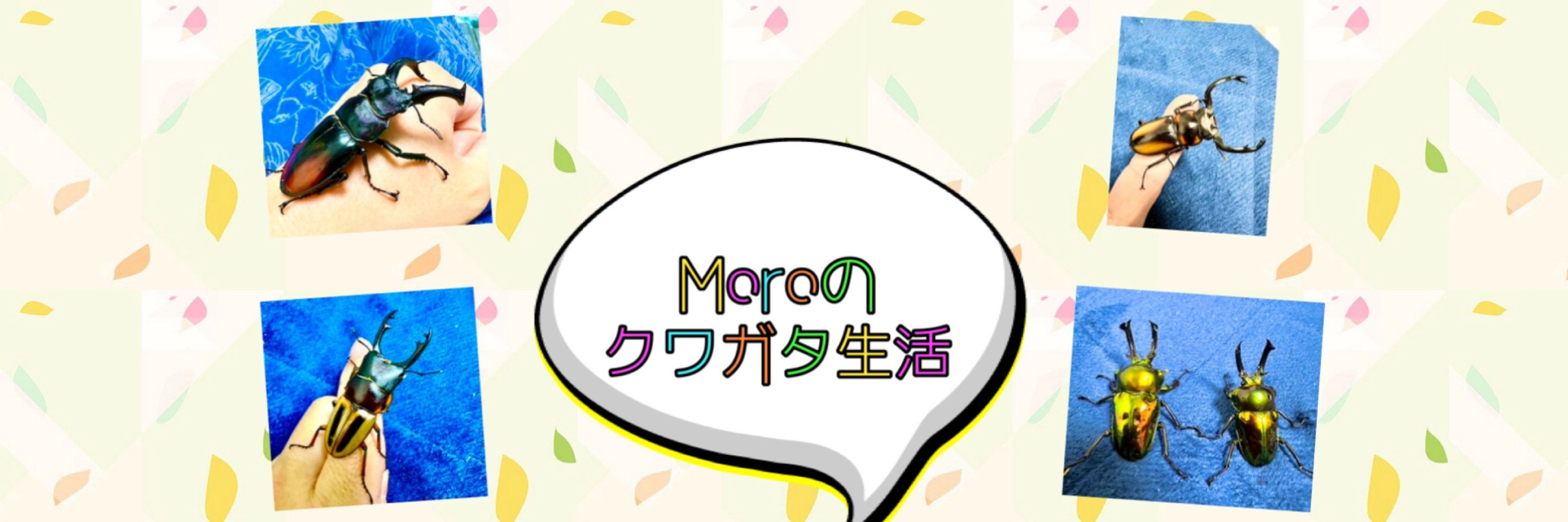 Moro@クワカブ