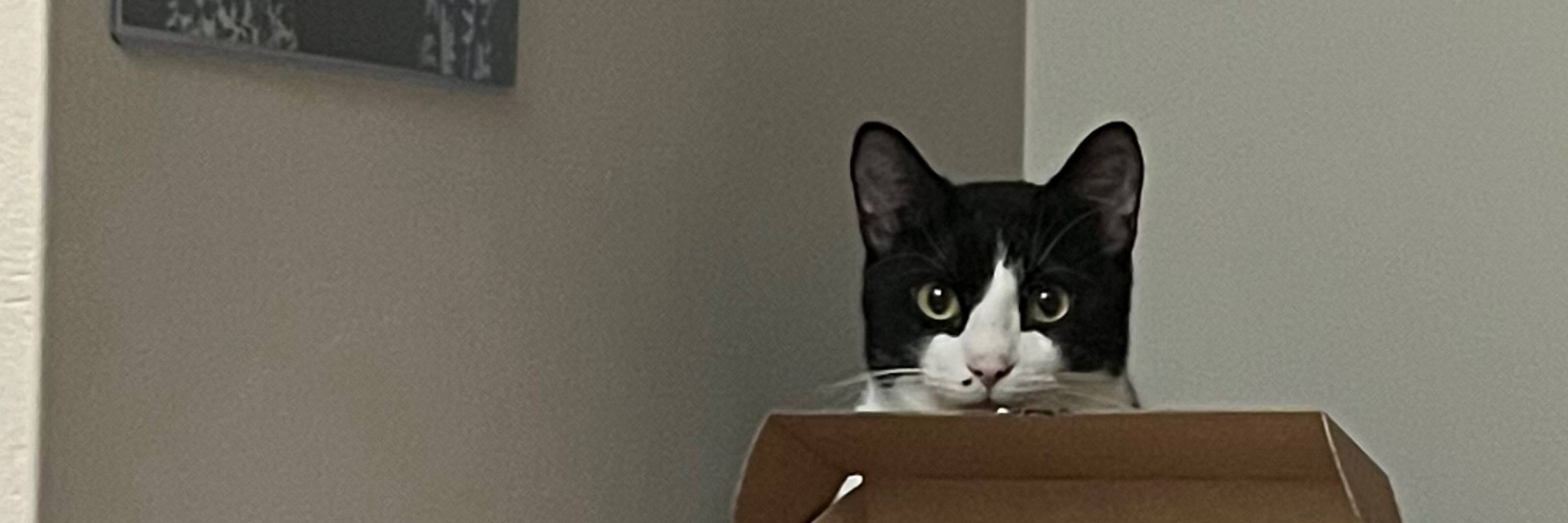 Kat