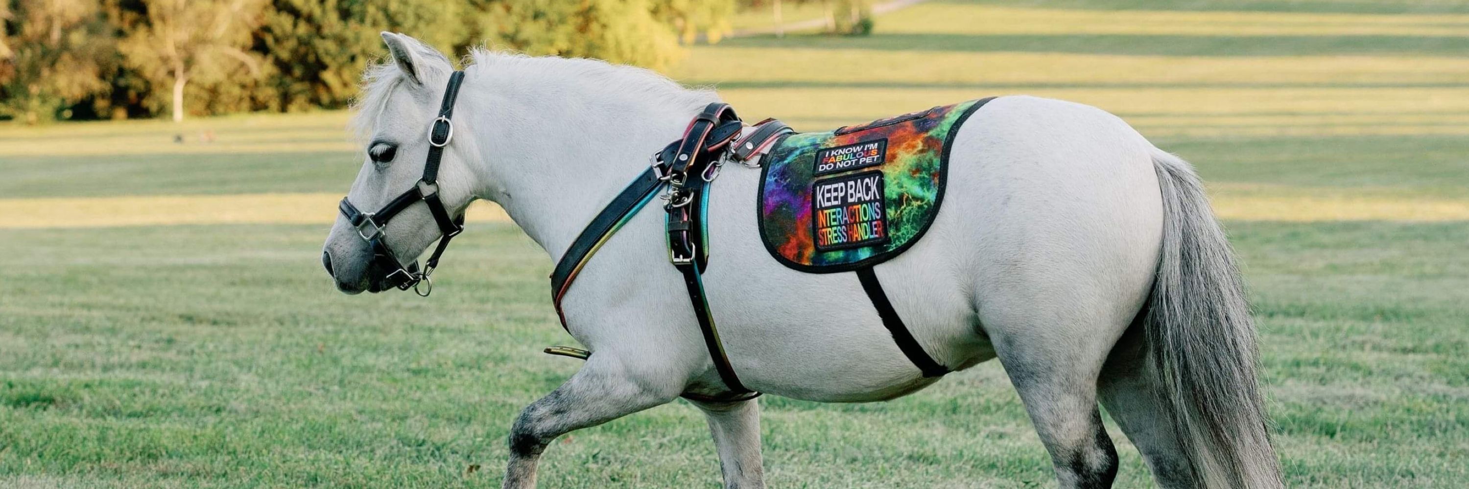 Flirty The Service Mini Horse