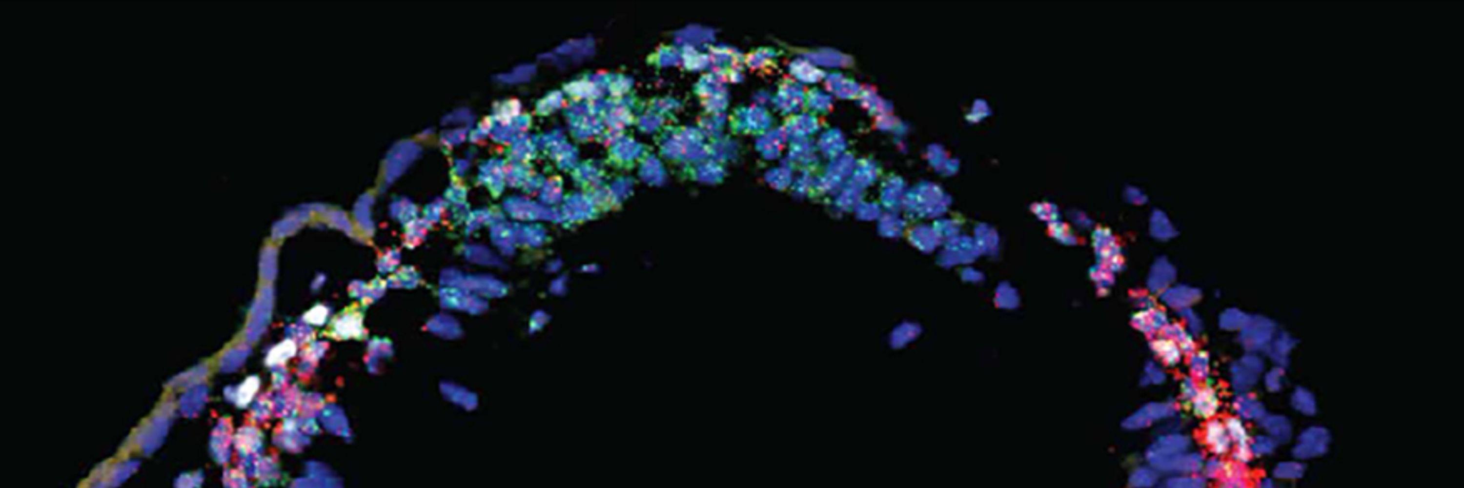 Cambridge Stem Cell Institute 