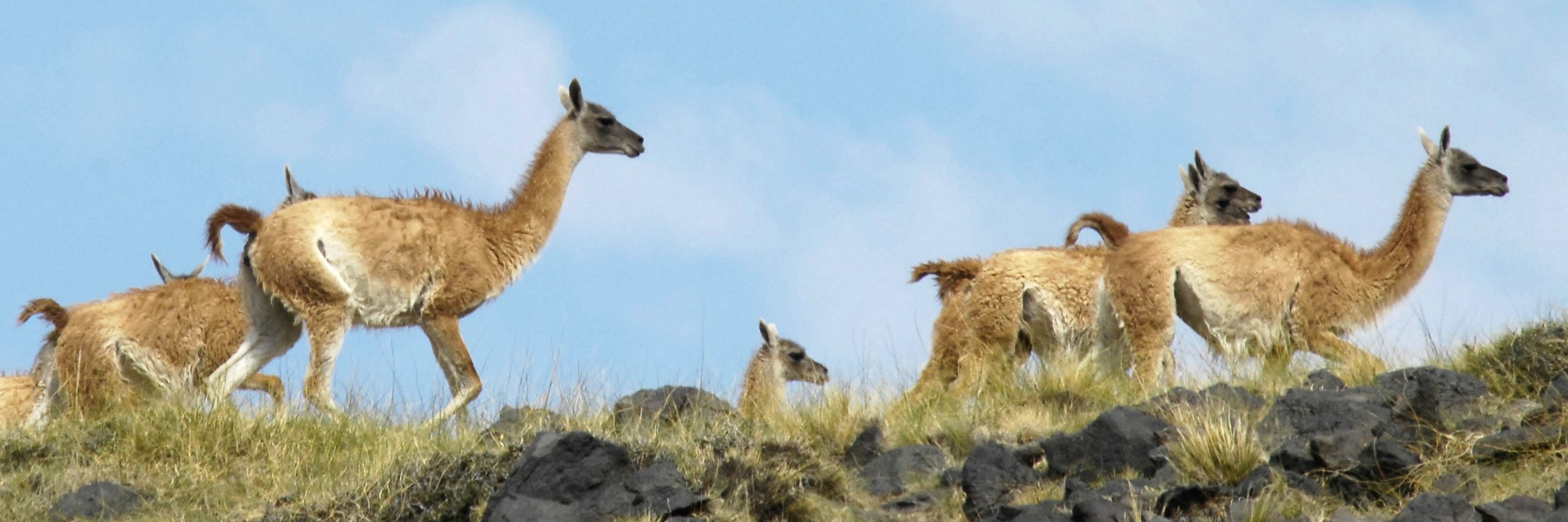 Wildlife Conservation Society