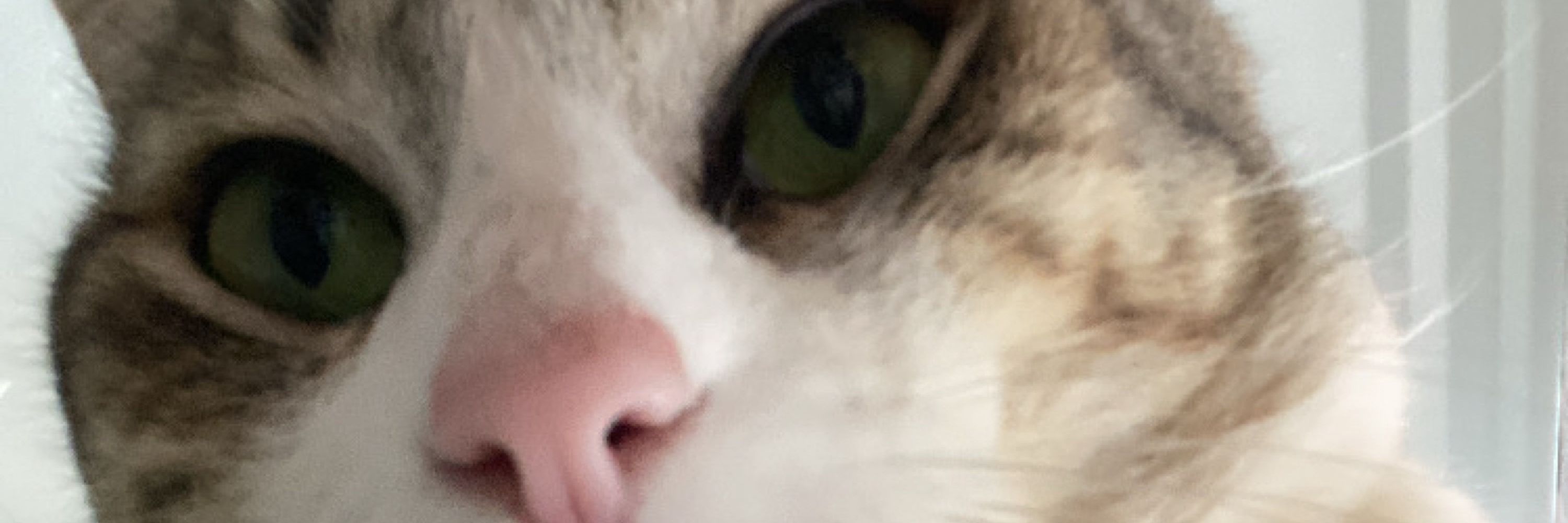 peixe