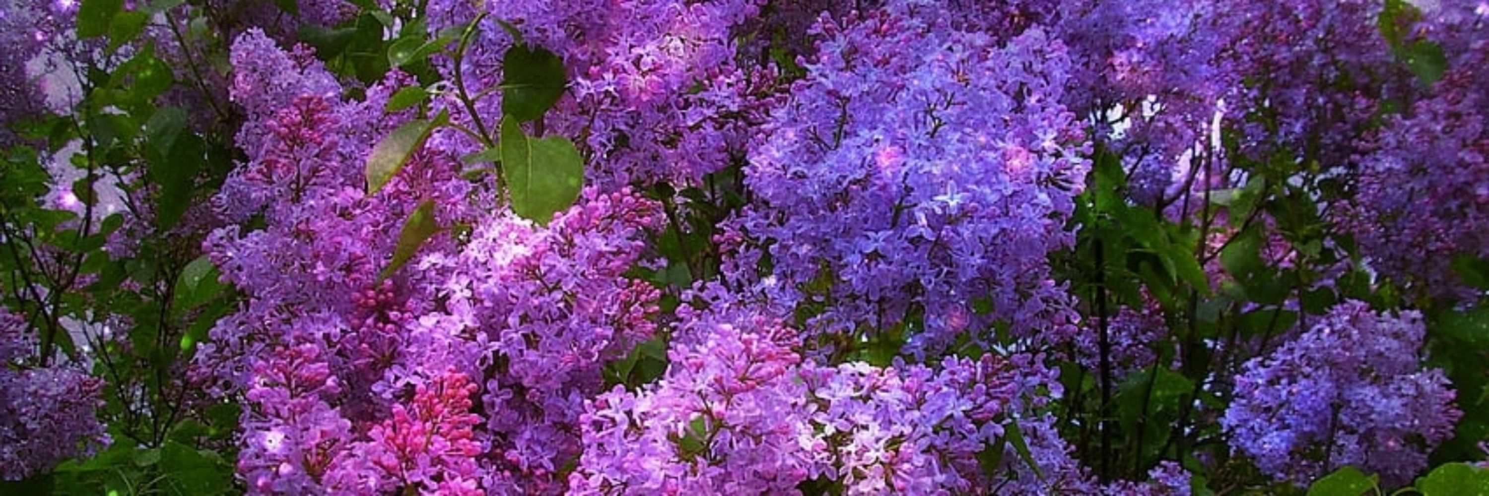Catherine SunnyMeadow