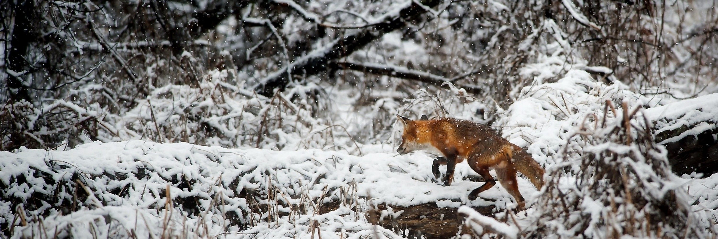 Renard the Fox
