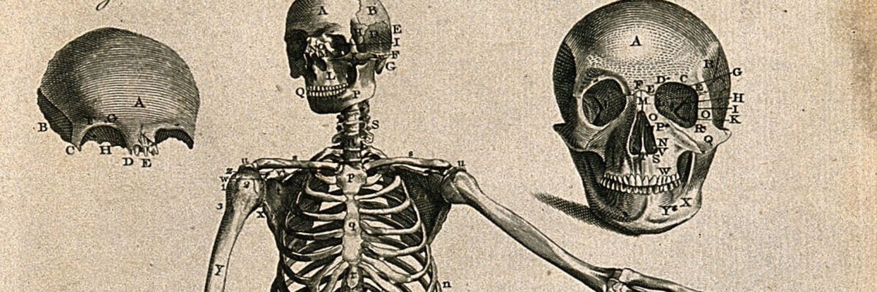 The Museum of Skeletons