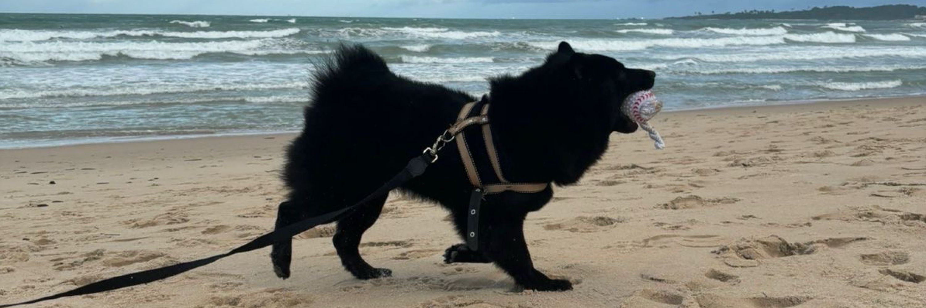 Baracho