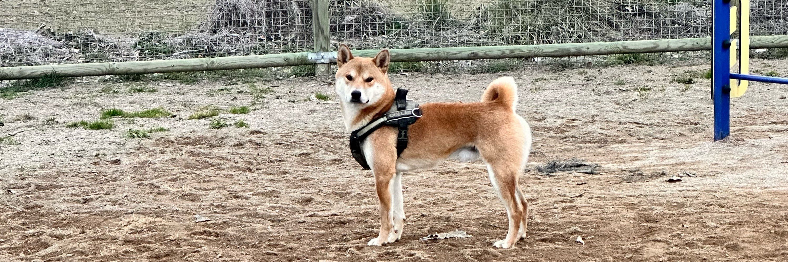 Alan ( アラン )