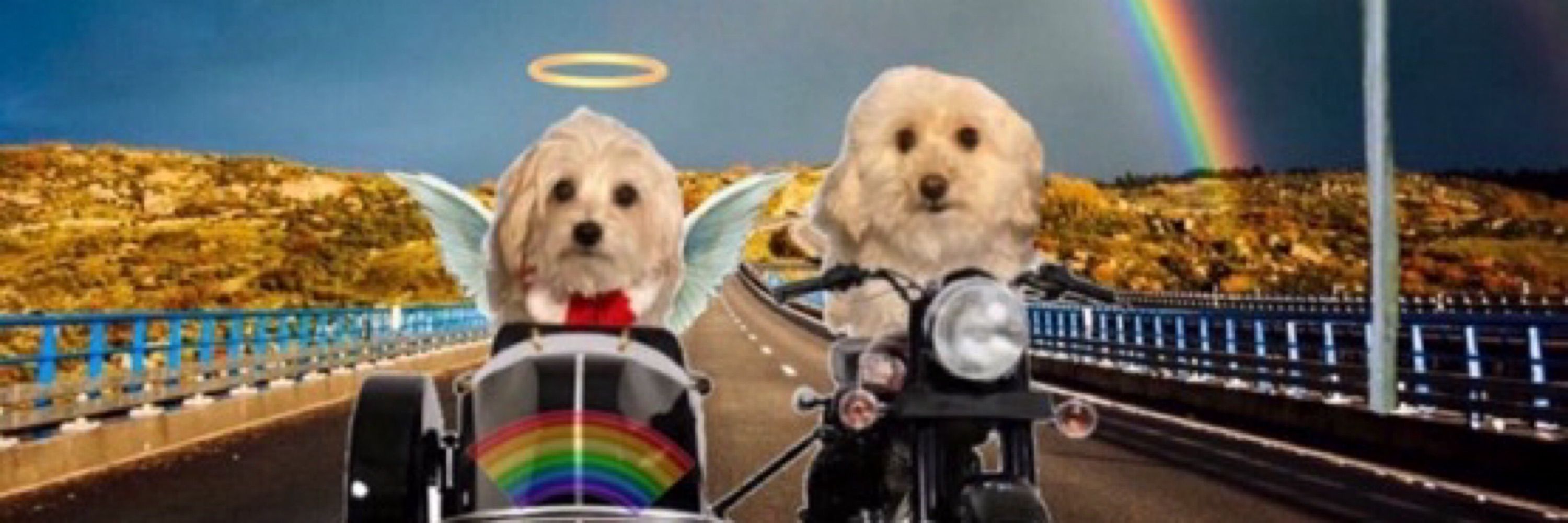 🌈Penny & Gingie