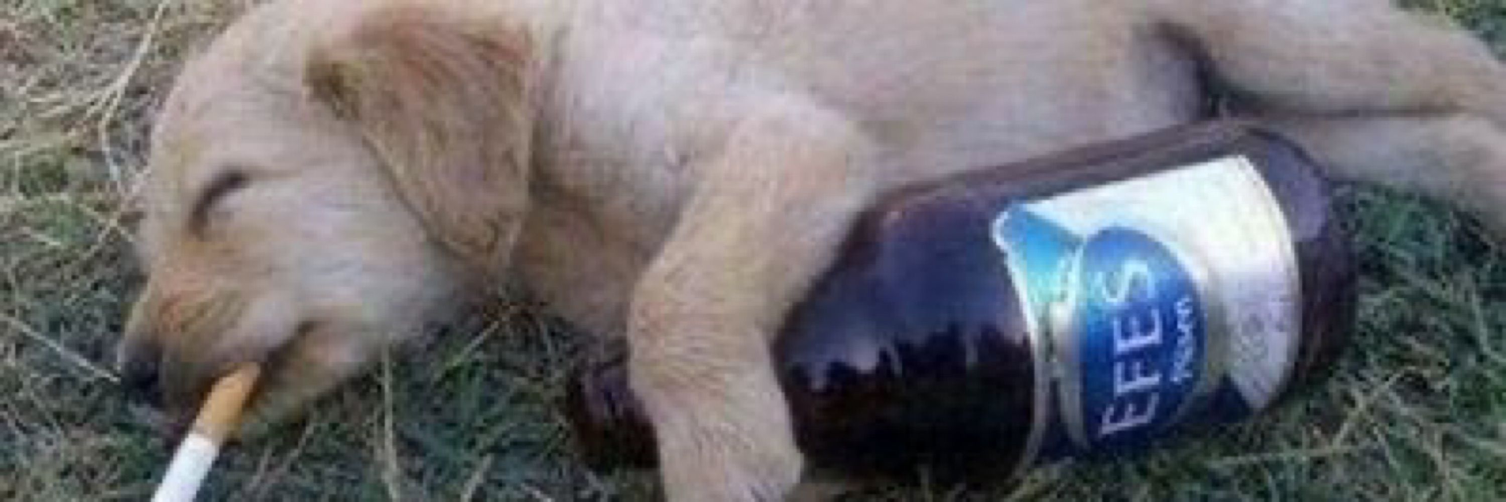 🌈🐕🌻