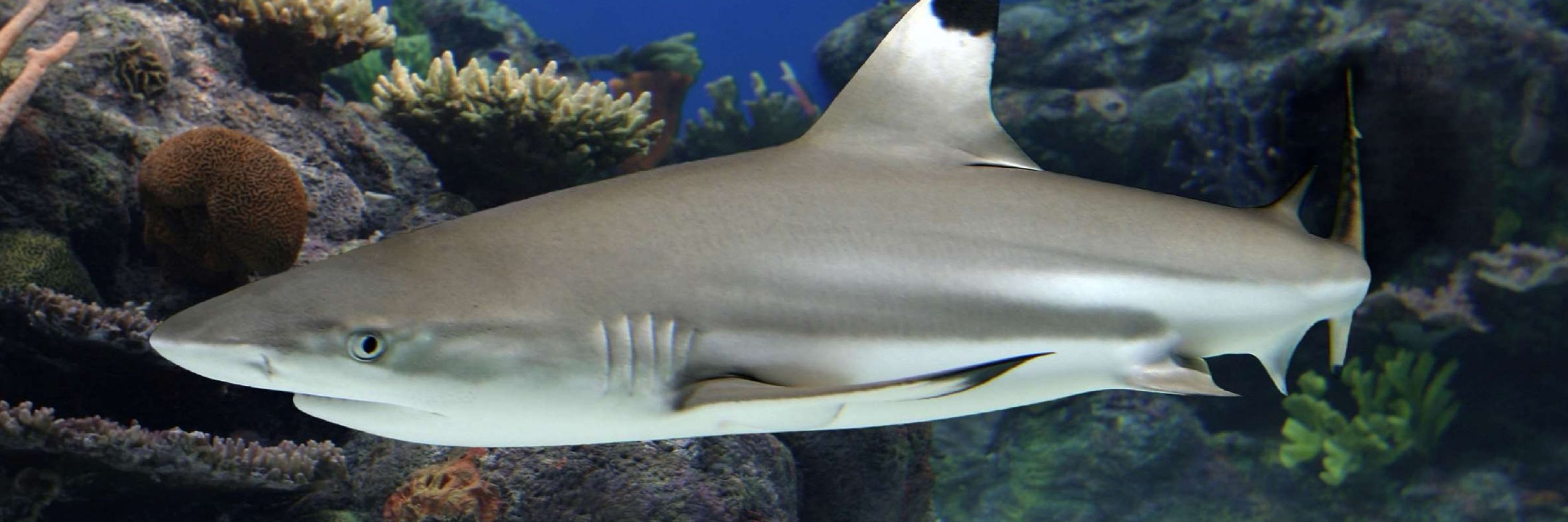 toni🦈