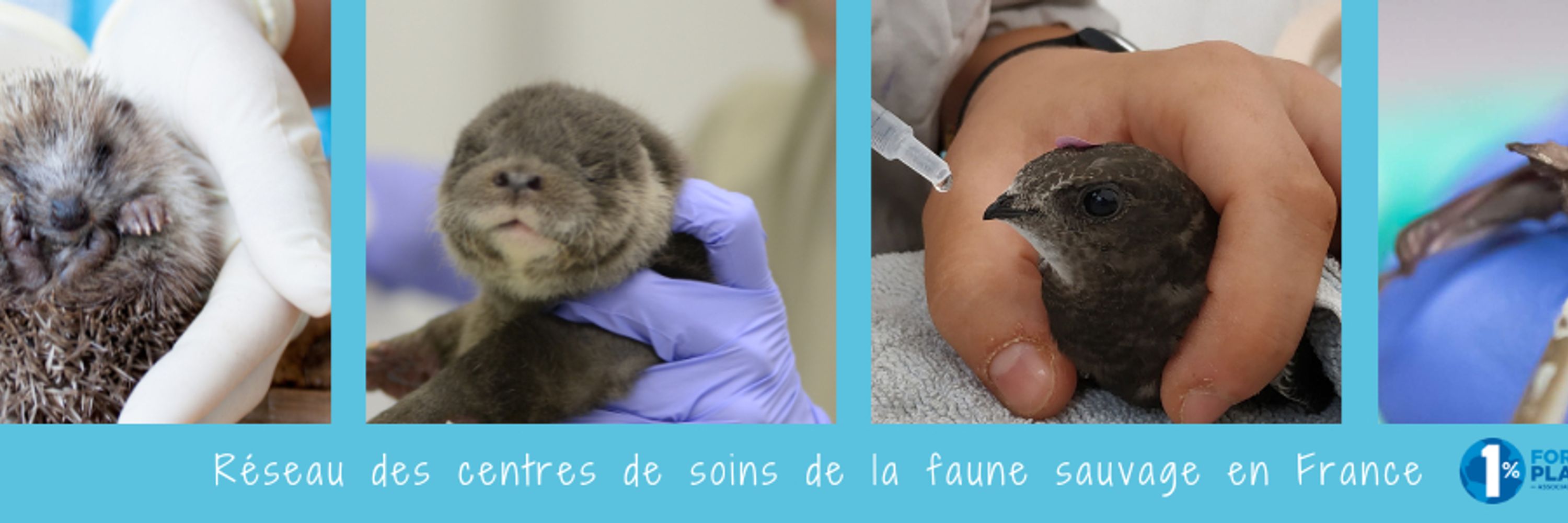 Réseau centres de soins faune sauvage