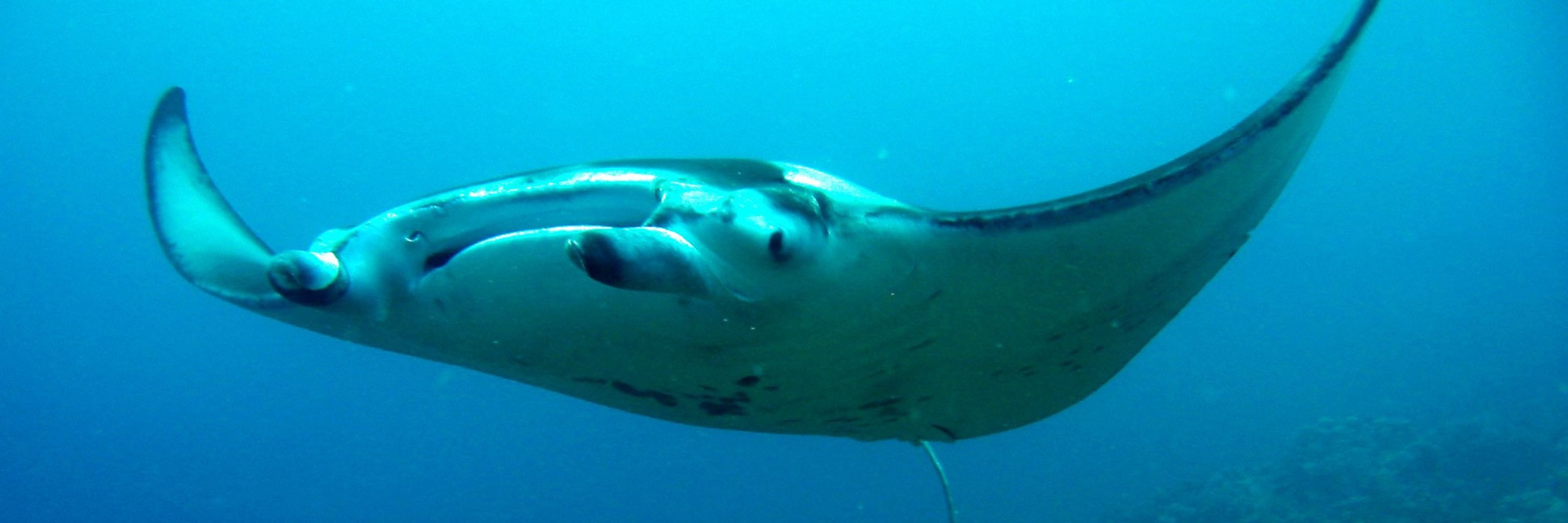 Manta Ray Advocates