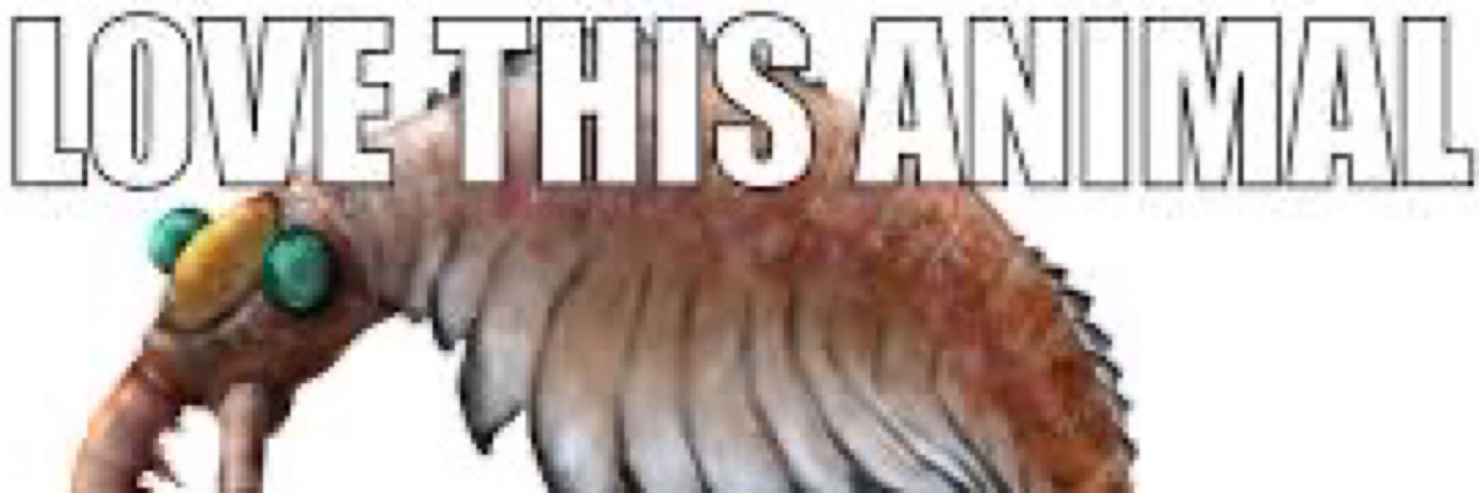 🍅 Tomato