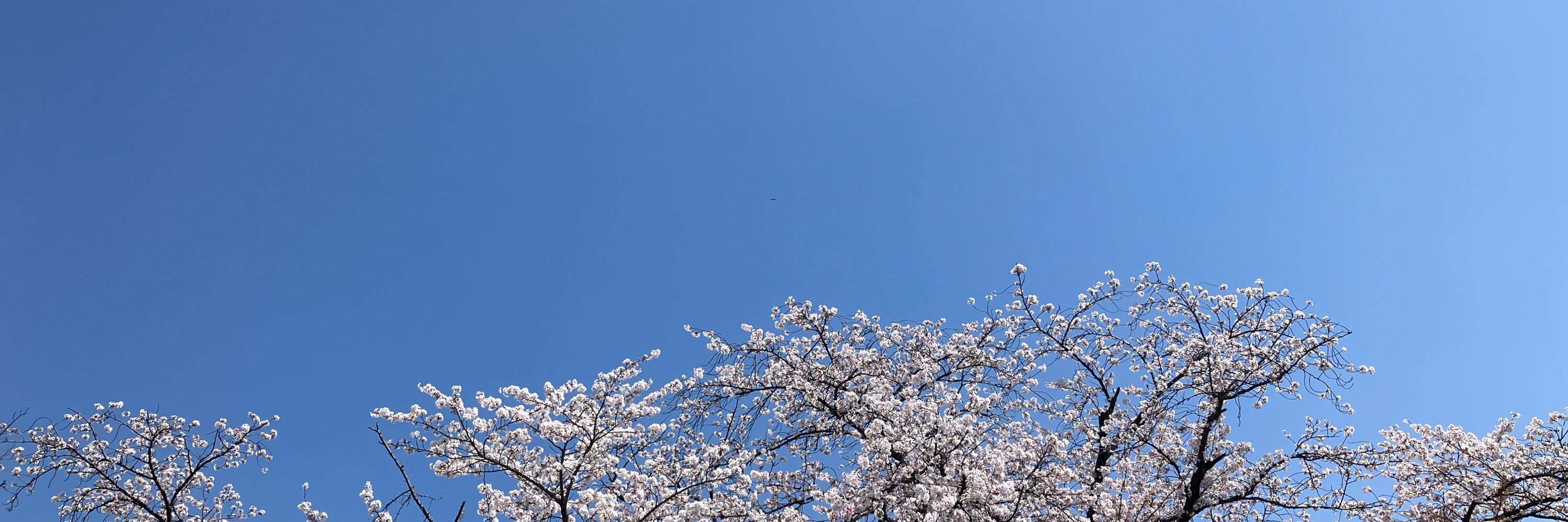 秋