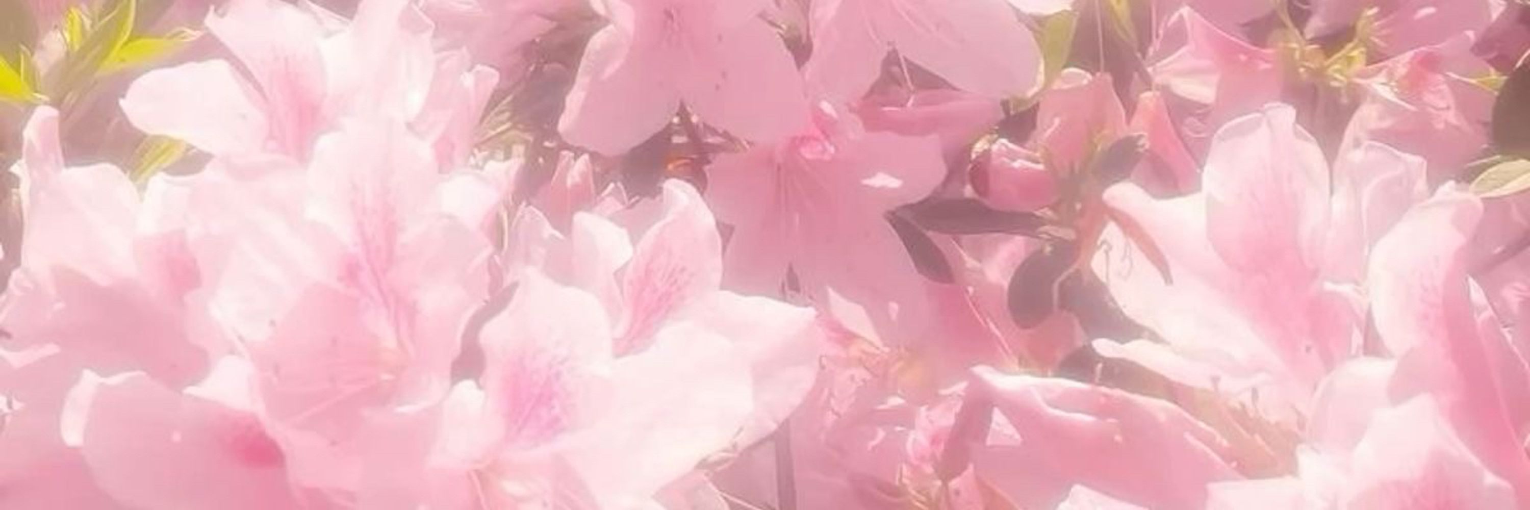🌸Koi✨