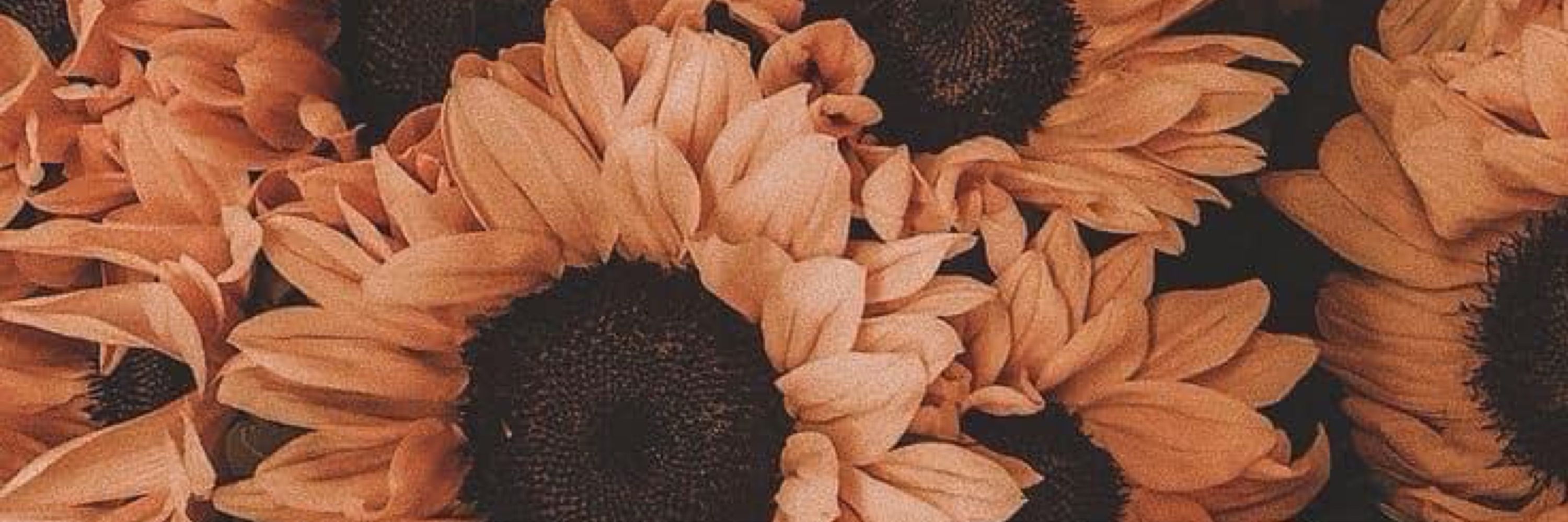 Krysxo🌻