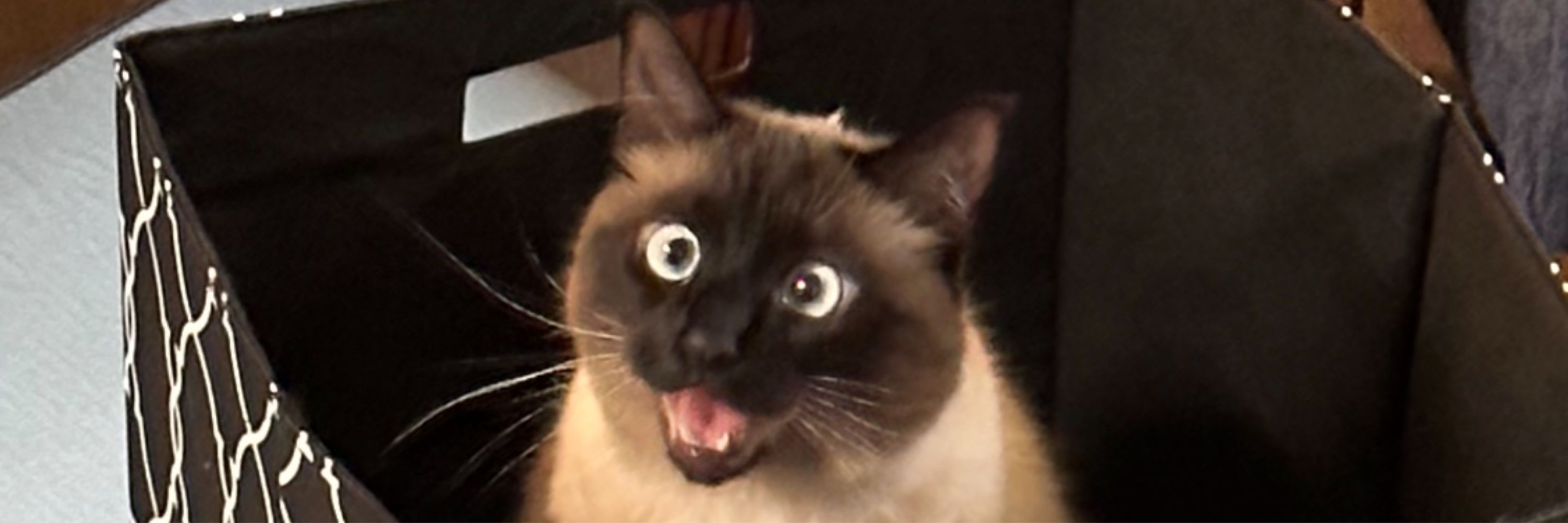 ¯\_(ツ)_/¯