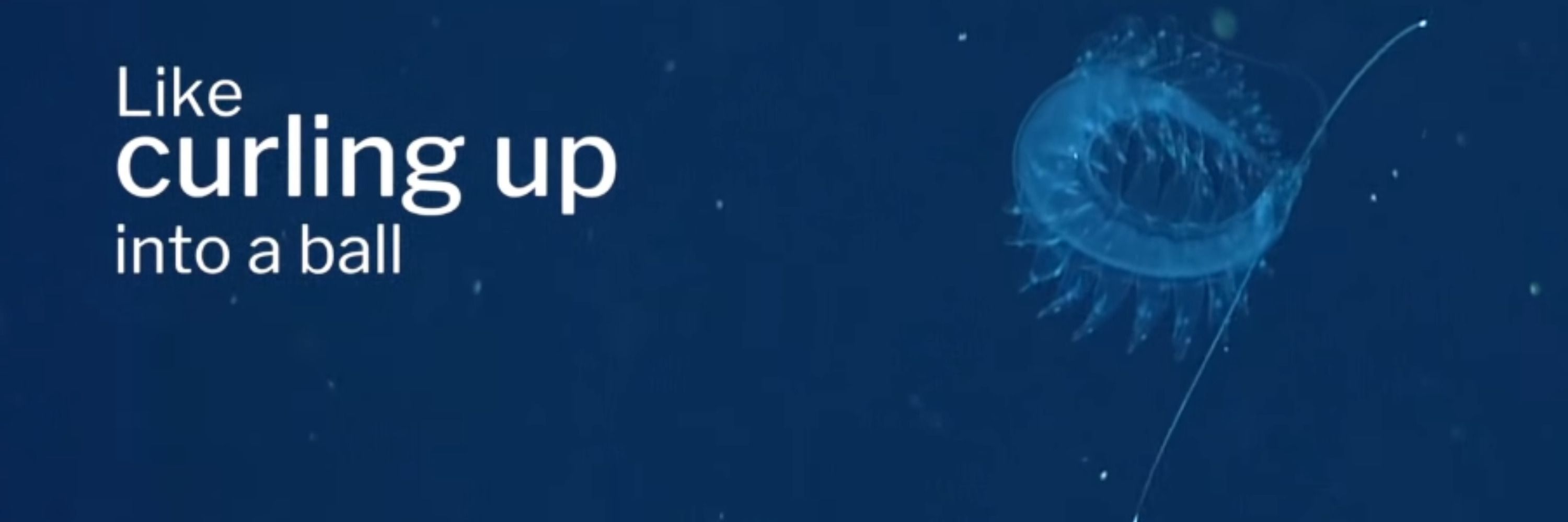 seaslux