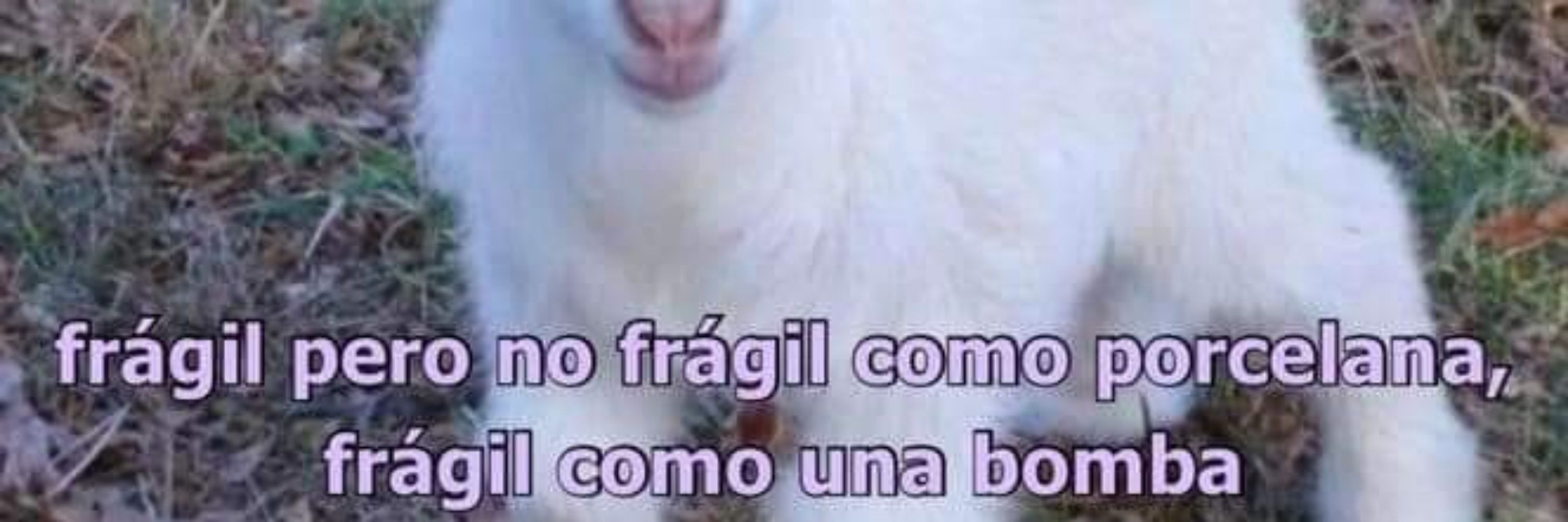 viniescritor