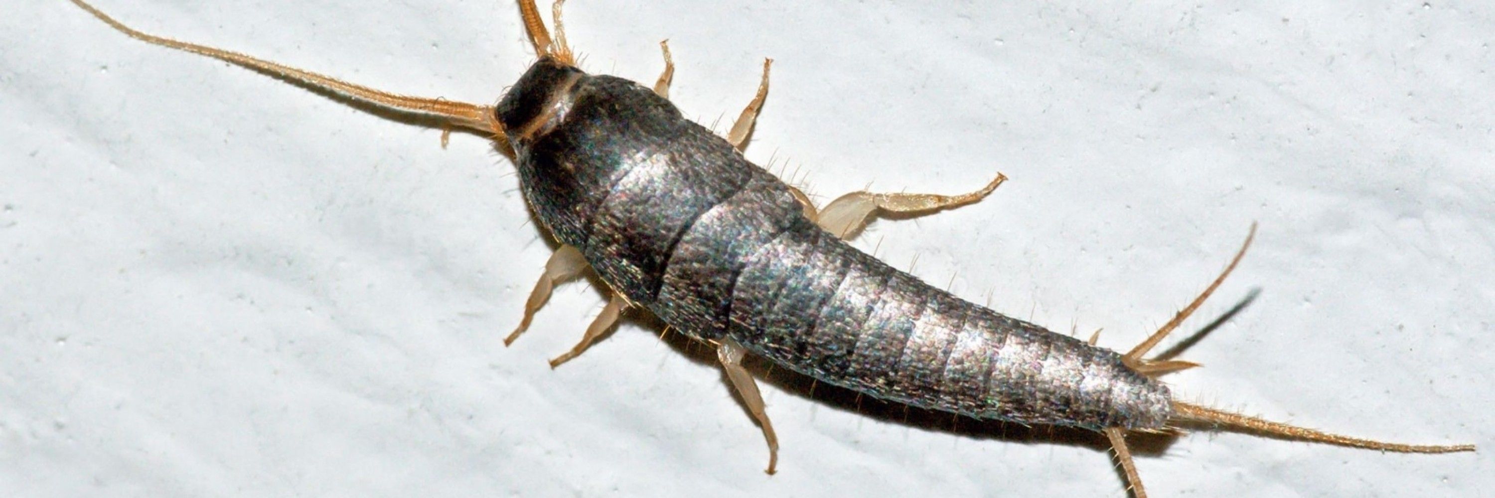 SILBERFISCH
