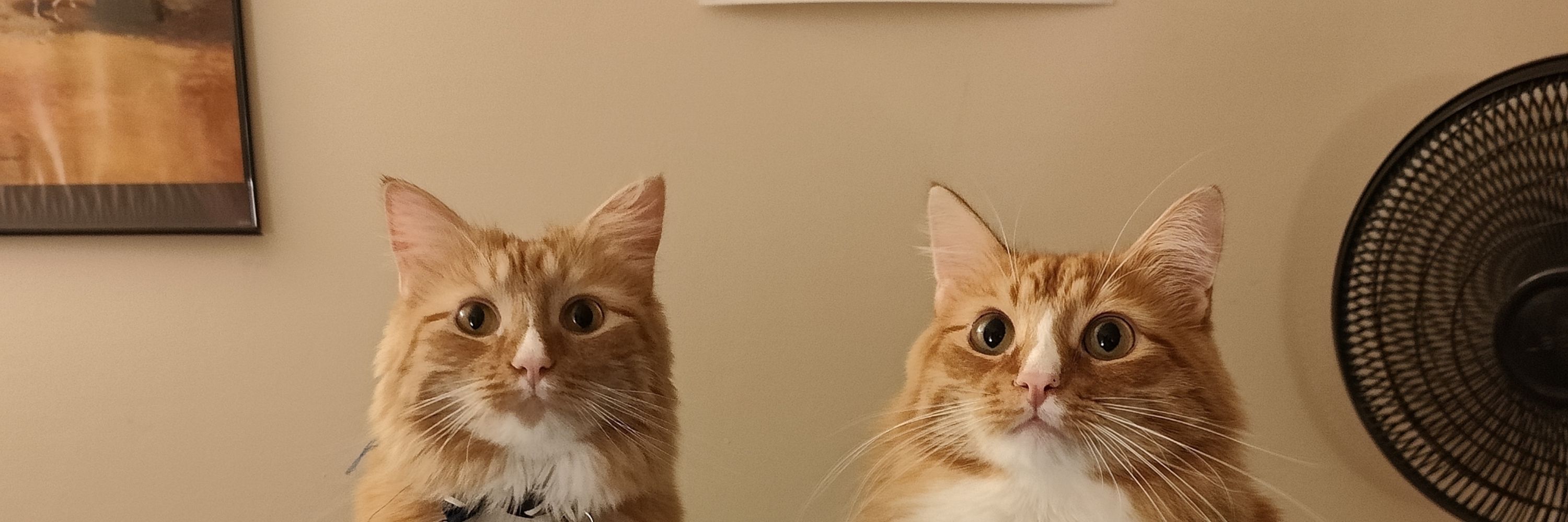 🐈Presto & Largo🐈