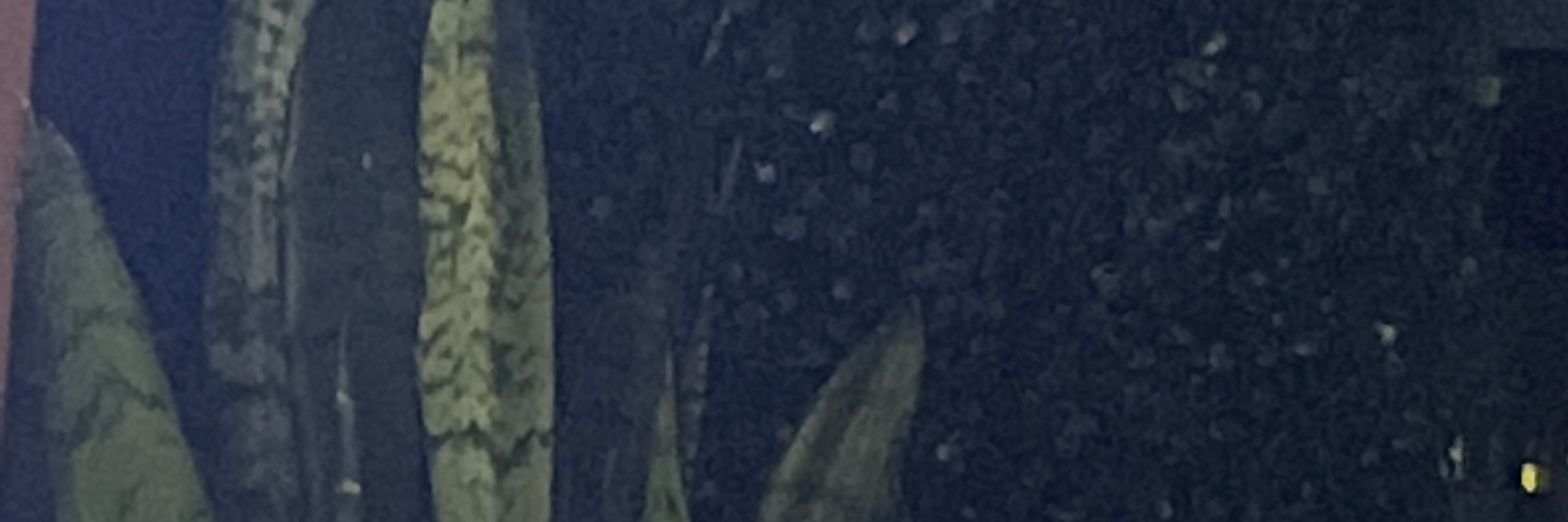 Rô 