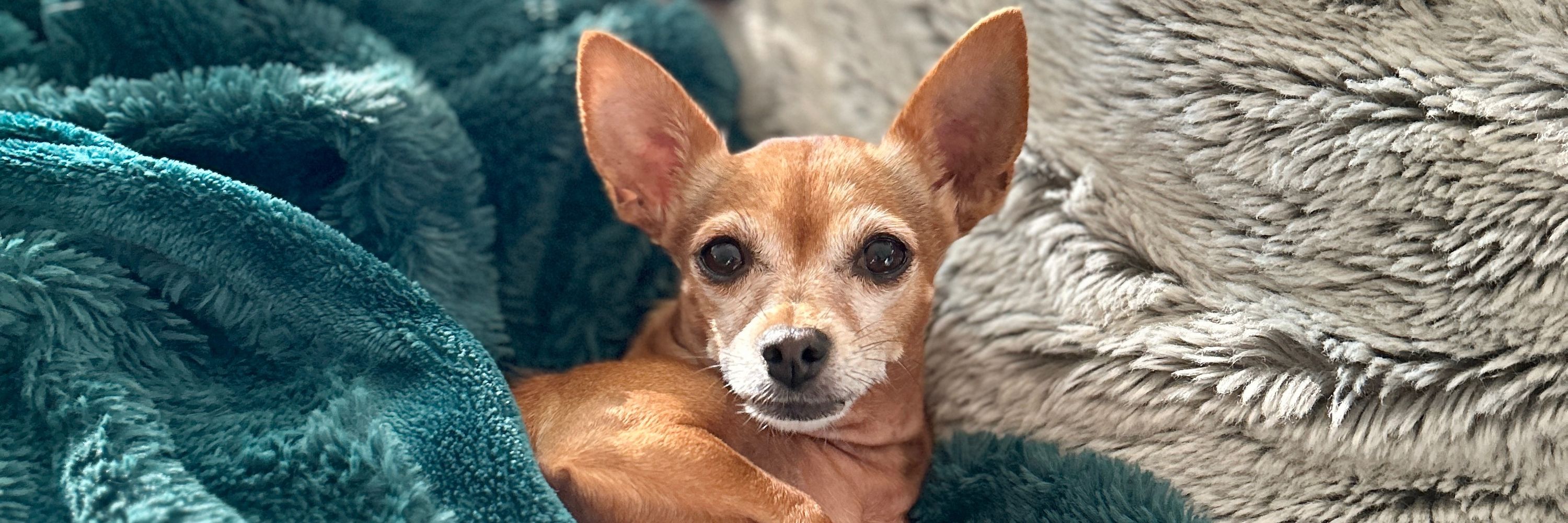 Pippa