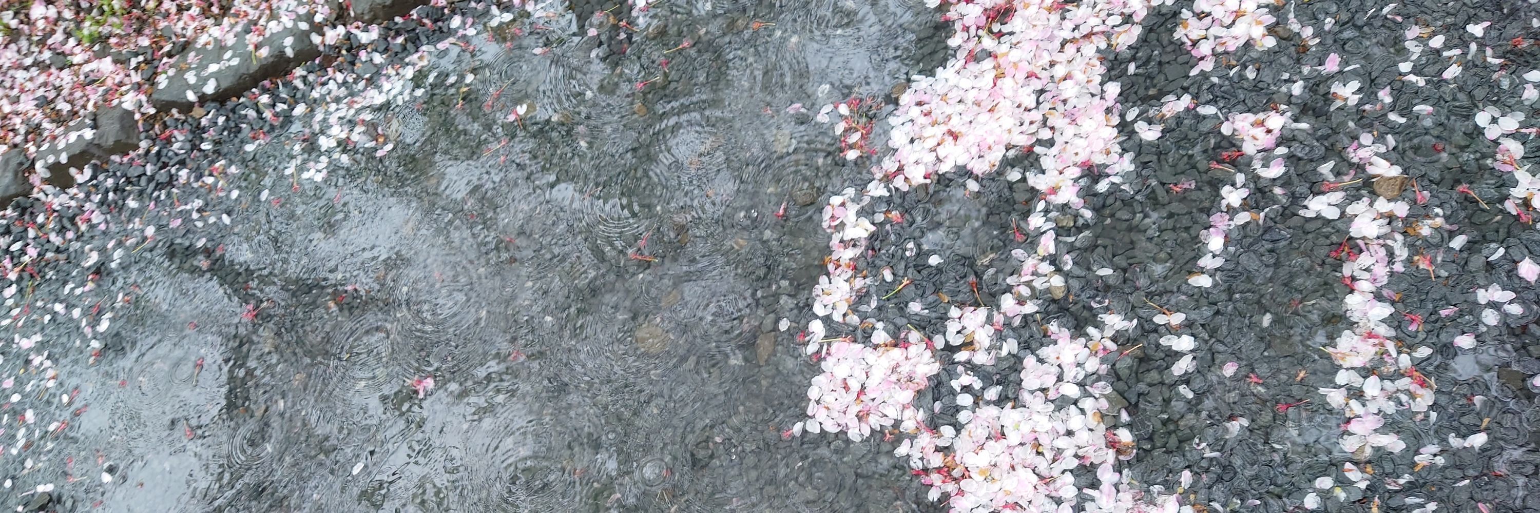 さくらば