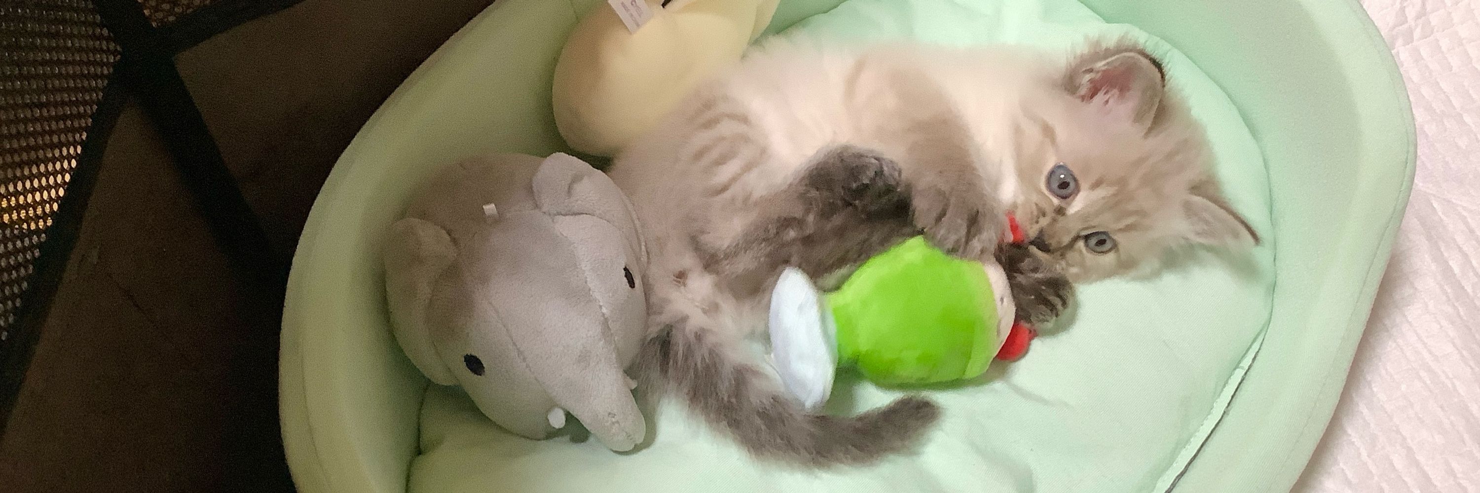 クニム
