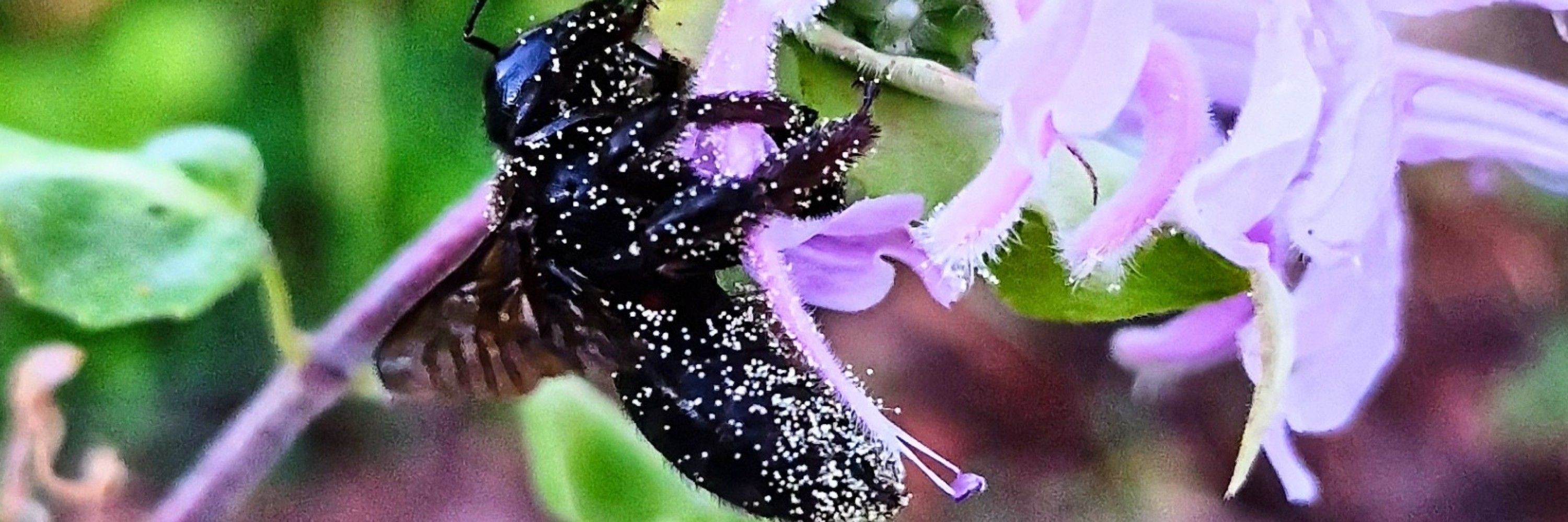 Powerofflower