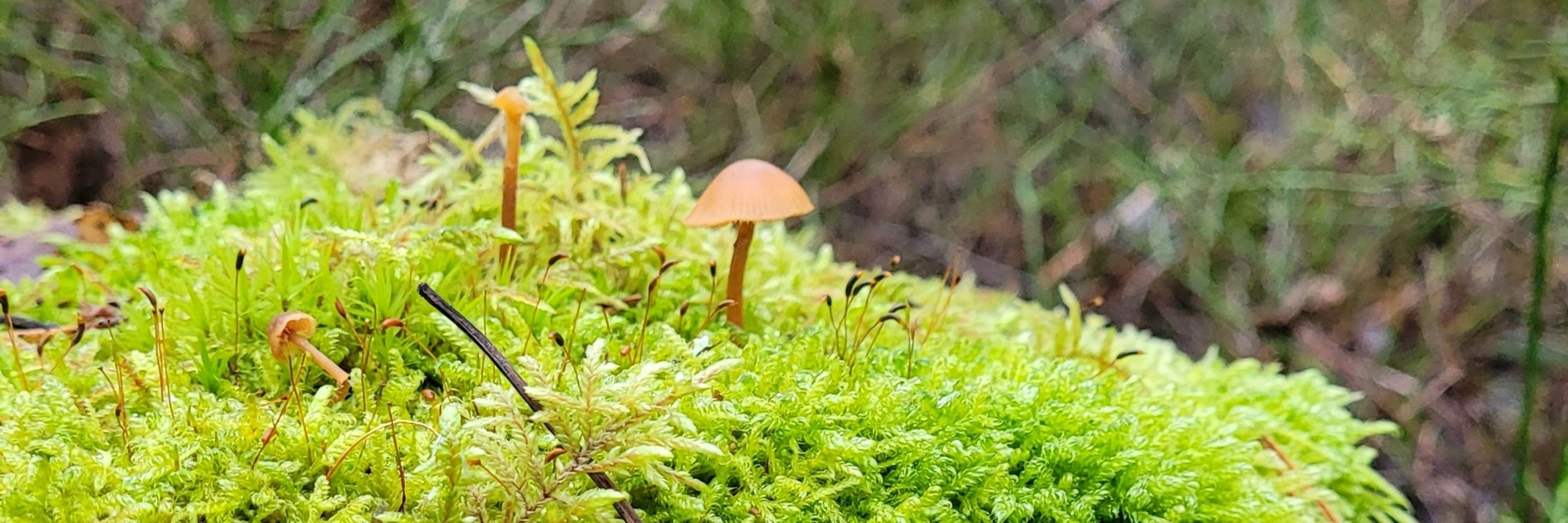 Päivi
