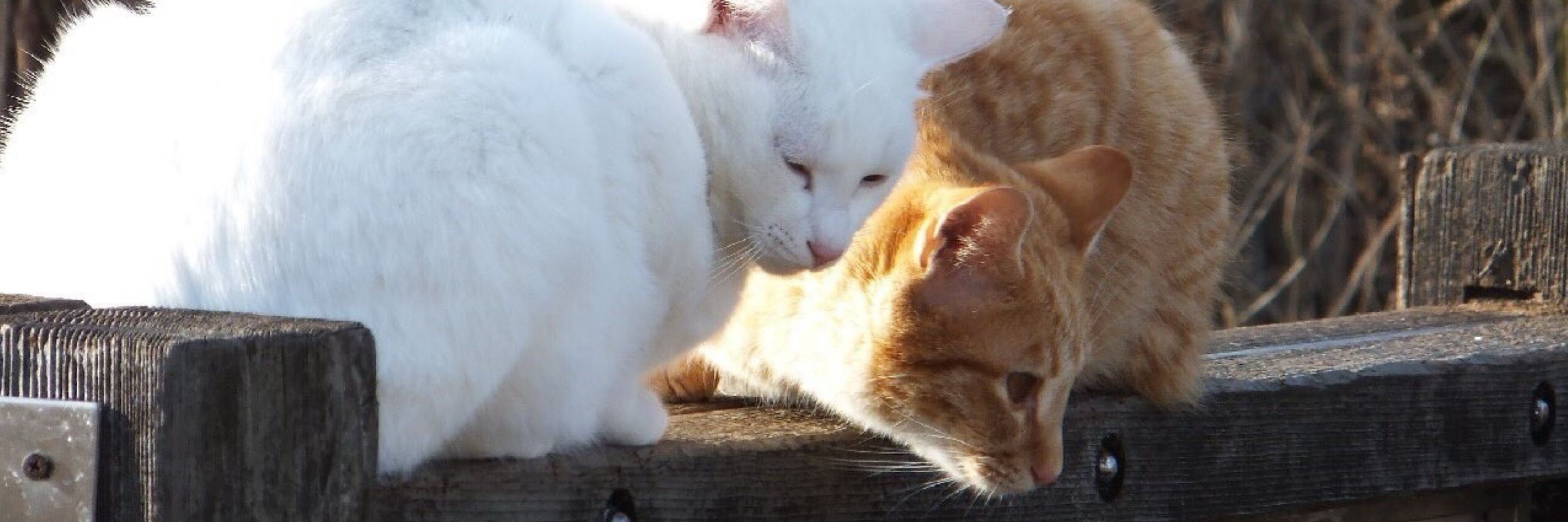 みけねこ