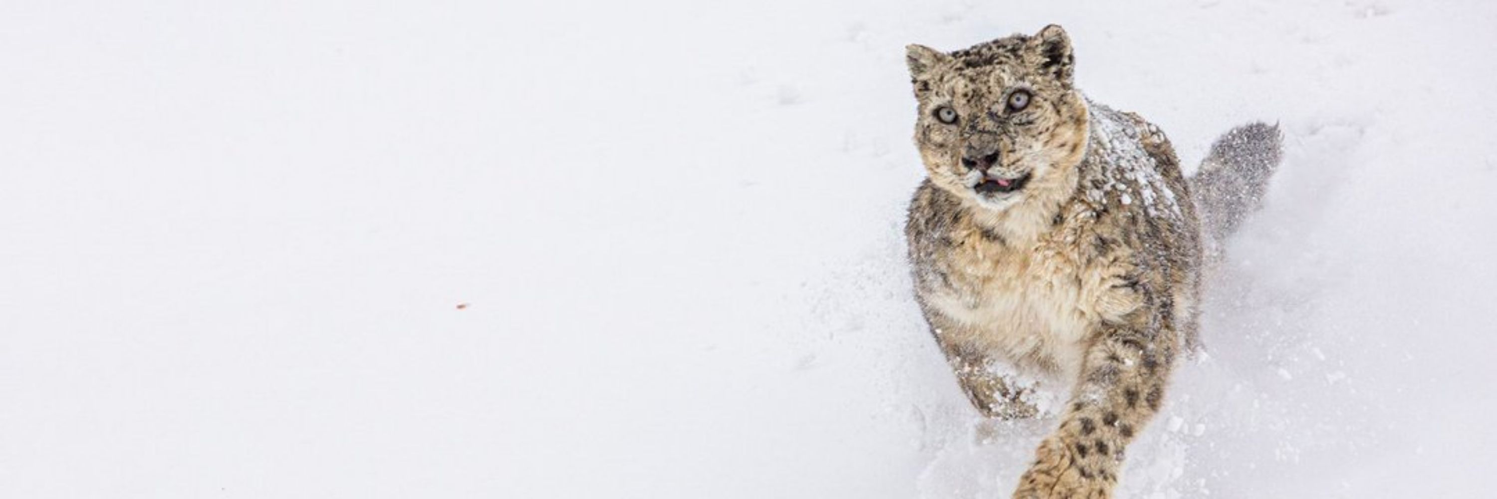 Snow Leopard Network (SLN)