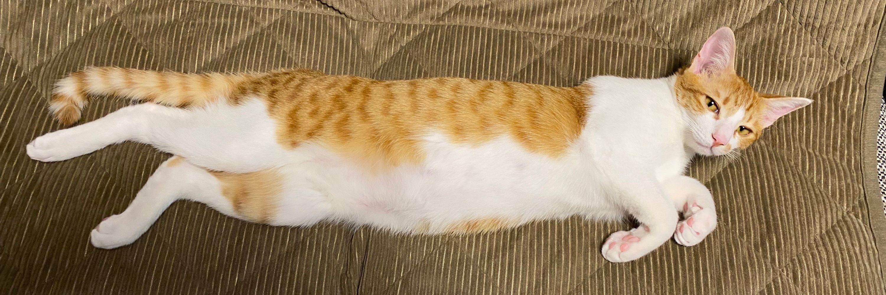 シン