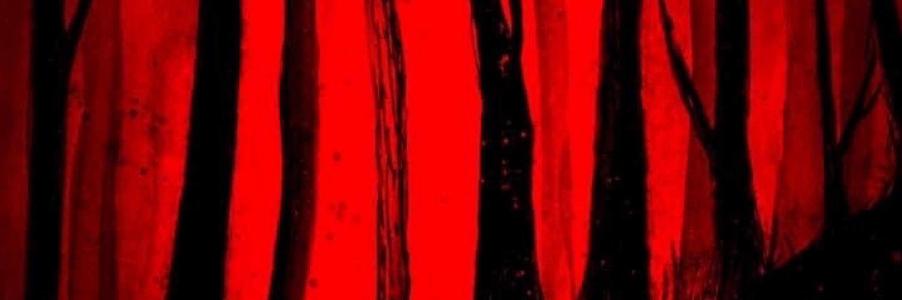 A || Caterpillarsky