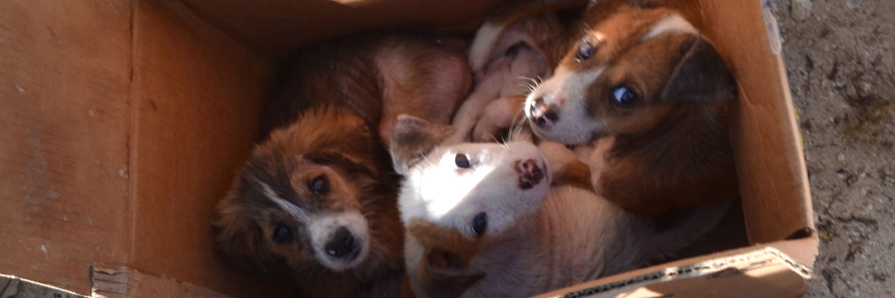 The Dogs of Celestún